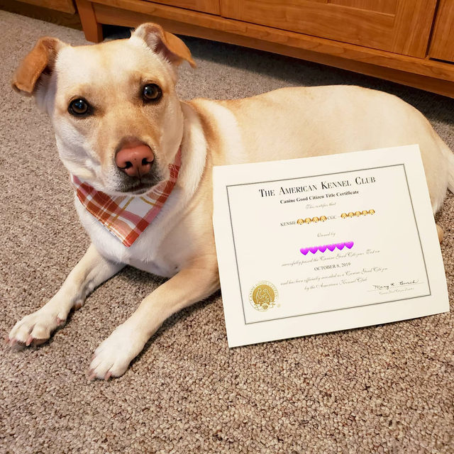 american kennel club canine good citizen