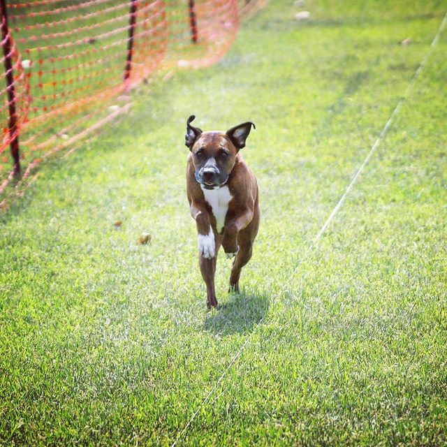 Can You Register A Mixed Breed Dog With Akc