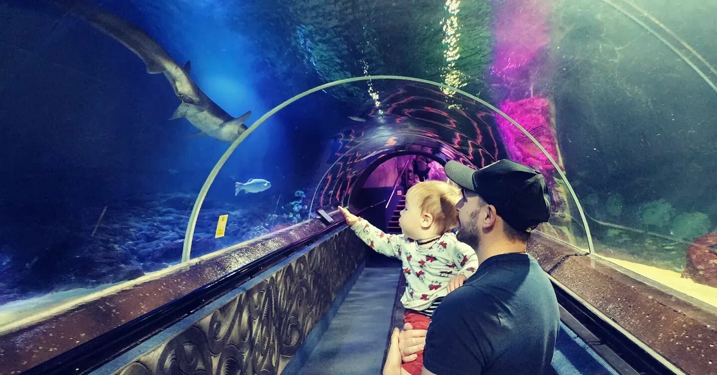 Excited child watching sharks at Kelly Tarltons