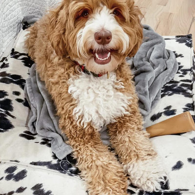 Piazza Large Wrangler Tufted Dog Bed - image 7 of 9