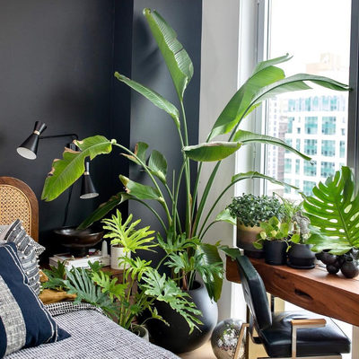 Nadi Wood and Cane Queen Bed - image 13 of 15